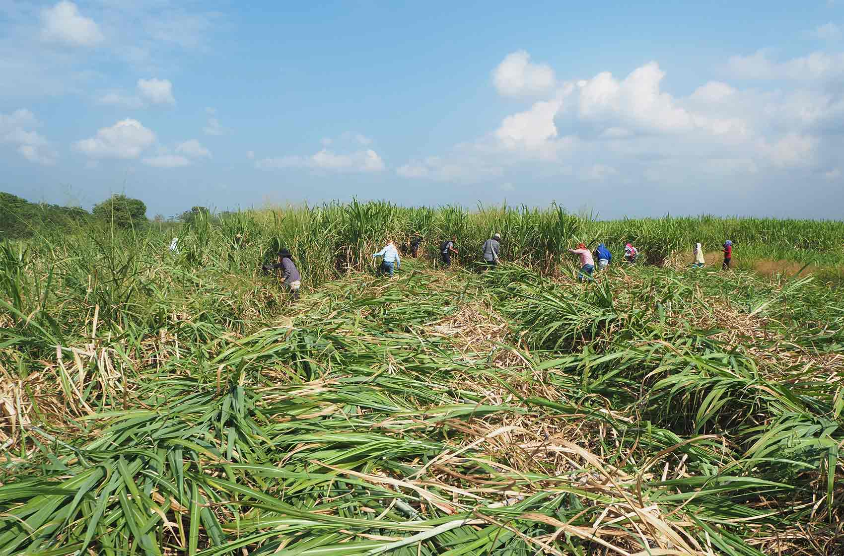Fauchage d'un champ de canne à sucre par le collectif indigène nasa 