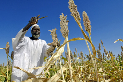 Un paysan récolte des graines de sorgho au Soudan ©UN Photo-Fred Noy