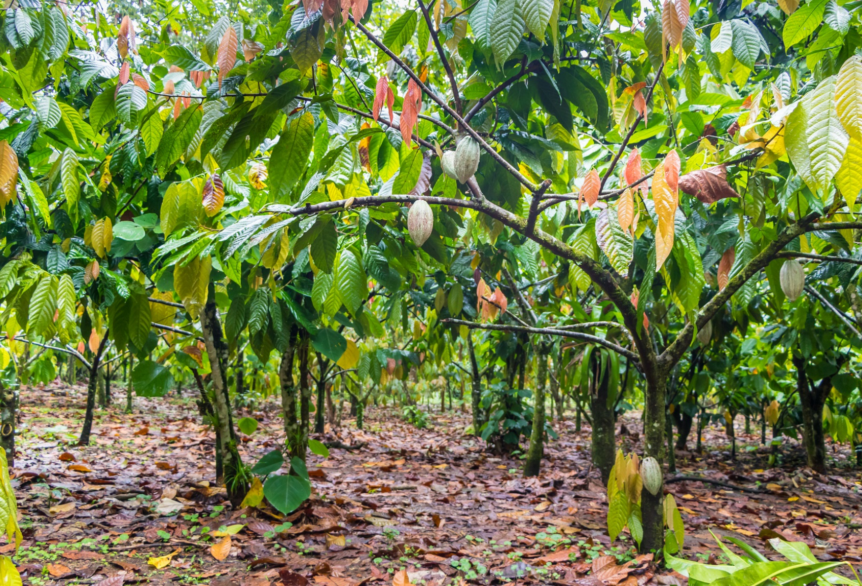 La culture du cacao fournit un revenu à environ un cinquième
de la population ivoirienne. Pour autant, plus de la moitié des producteurs vivent en deçà du seuil de pauvreté. © Joseph Jacobs/iStock
