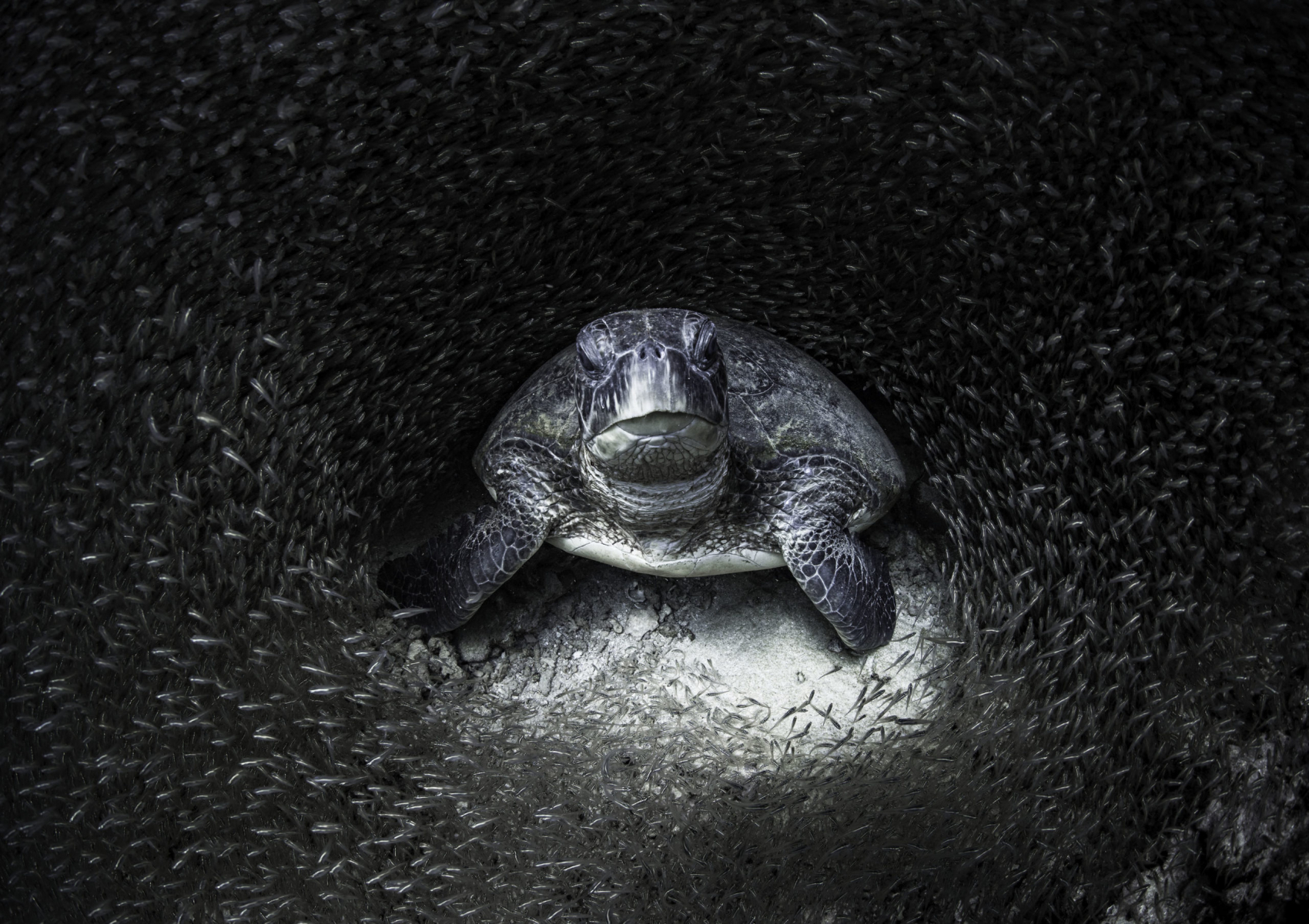 Une tortue verte solitaire entourée de silures de verre (Kryptoperus). Menacée par le changement climatique, Chelonia mydas est en danger d’extinction. Les photos de cet article sont issues de l’album n° 73 de Reporters sans frontières, intitulé Mer, de la collection « 100 photos pour la liberté de la presse », 2023. Récif de Ningaloo, Australie occidentale, 2008 © Jan Aimee