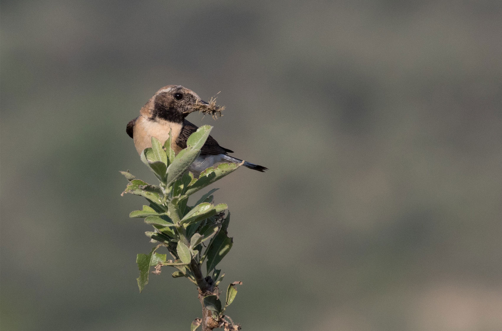 Traquet oreillard (Oenanthe hispanica), un passereau dont la population est en déclin, classé “En danger” en France - Photo credit: adrien2008 on Visualhunt / CC BY-NC-ND