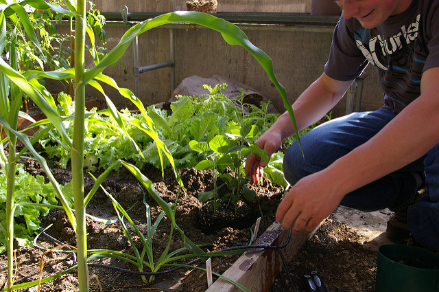 ©NorthWest College Agriculture