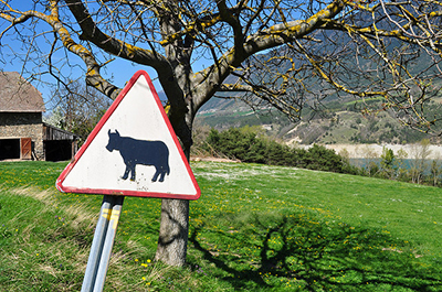 Attention, vaches ! ©Frédérique Voisin-Demery
