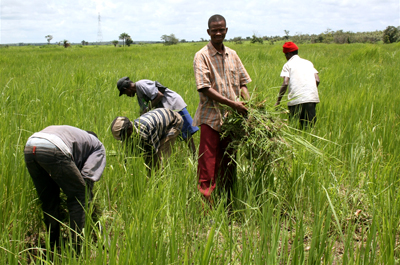 Peter Kagbo, coordinateur d'une association de développement rural dans la village de Masongbo (Sierra Leone), dans un champ de riz appartenant à la coopérative qu'il gère. © David Hecht/IRIN 