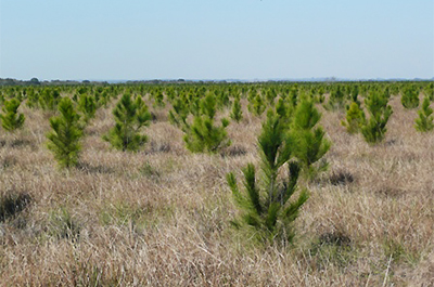 Le projet de création d'une forêt naturelle de Novartis en Argentine a déjà abouti à la plantation d'environ 3 millions d'arbres. Ce projet permettra de recueillir l'équivalent de 125 000 tonnes de dioxyde de carbone de 2007 à 2012 © Novartis AG/Flickr/CC